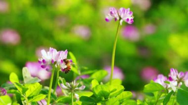 Bahar tarlasında iki bal arısı