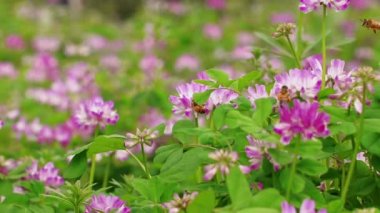 Bahar çiçeklerindeki arılar