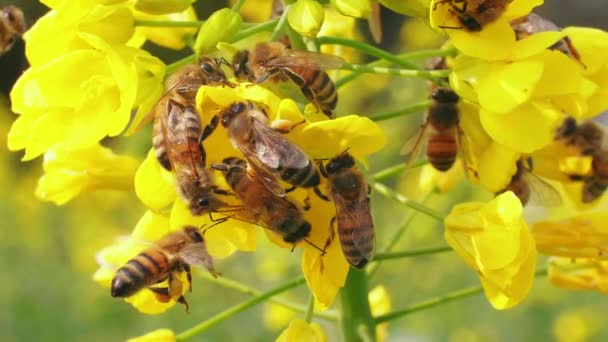 Många honungsbin på vårraps blomma — Stockvideo
