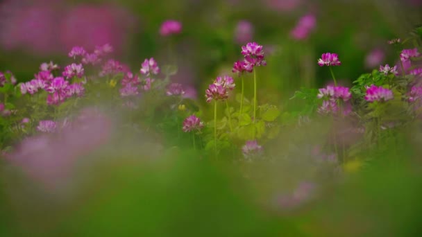 Abelhas na primavera rosa flor florescendo prado arquivado — Vídeo de Stock