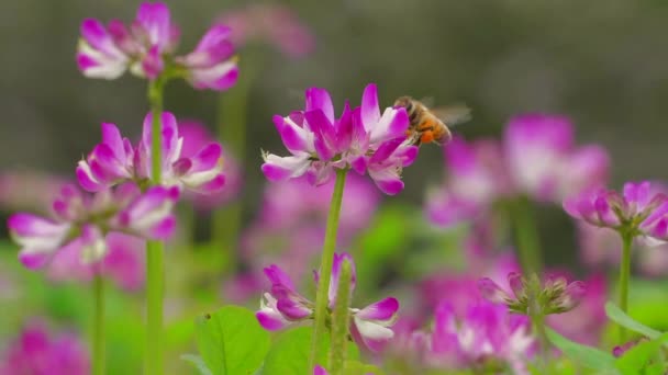 Abelha de mel na flor de prado florescente de primavera — Vídeo de Stock