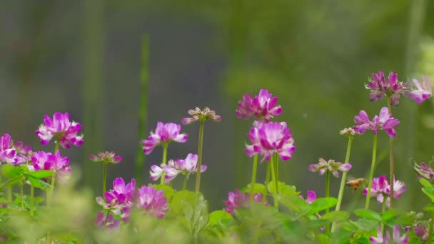 Abejas en primavera flor rosa prado floreciente presentada — Vídeos de Stock