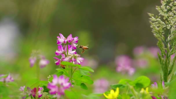 Las abejas en la flor de primavera presentada — Vídeos de Stock