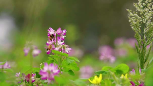Пчелы на весеннем цветке — стоковое видео
