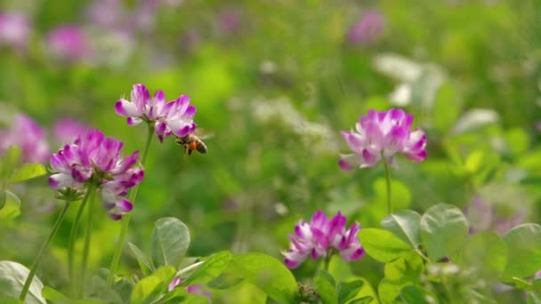Одна пчела летает на весеннем поле — стоковое видео