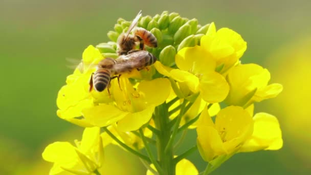 Méhek tavasszal repce virág