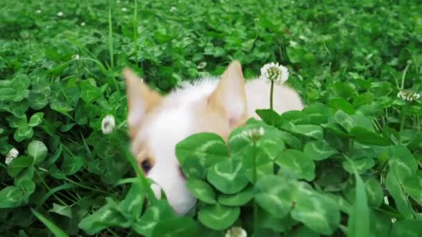 Szczęśliwy szczeniak corgi pies działa po kamery w koniczyny pole — Wideo stockowe
