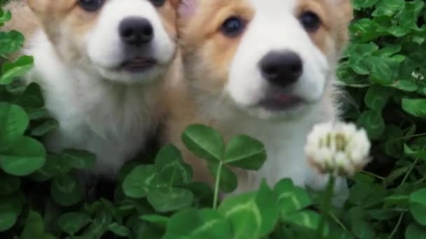 Piękny szczeniak corgi pies gra w koniczyny pole — Wideo stockowe