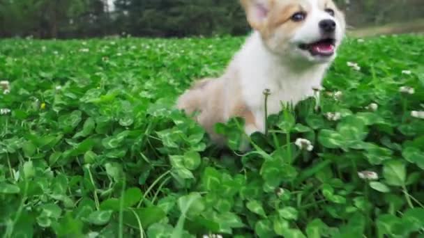 A Corgi Is Running In Thick Grass — Stok Video