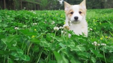 Mutlu köpek yavrusu yonca tarlasında kameranın arkasından koşuyor.