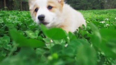 Kalın çimenlerde bir Corgi koşuyor