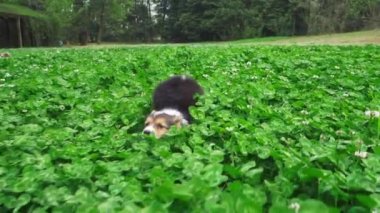 Tatlı kıllı bir köpek yonca çimlerinde koşuyor..