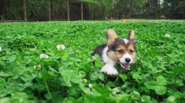 Koşmak, sevimli bir köpek çimenlerde eğlenmek demektir..