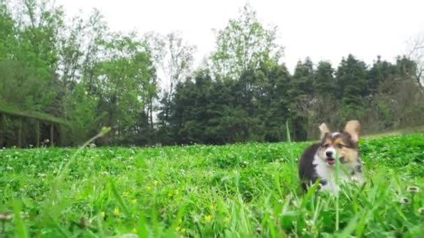 Schattige en levendige puppy springen overal op het gazon — Stockvideo