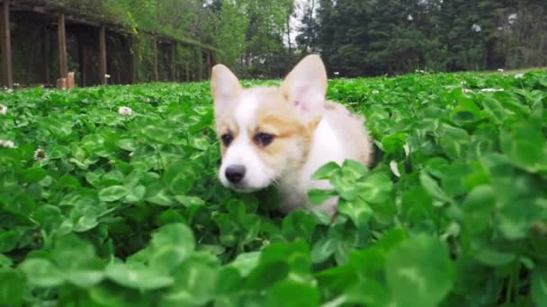 Ağır çekim: Tatlı bir köpek yemyeşil çimlerde eğleniyor. — Stok video