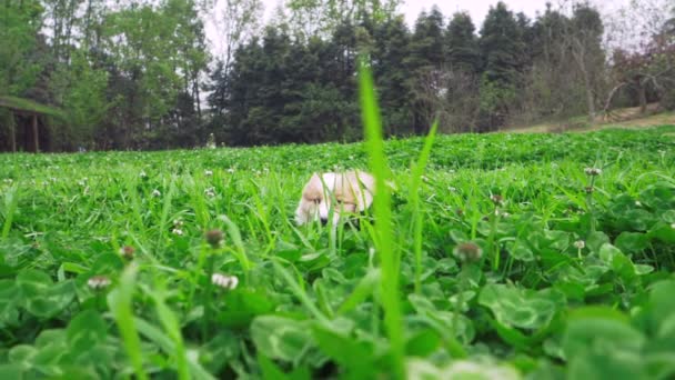 Очаровательный щенок корги бегает по полю клевера — стоковое видео