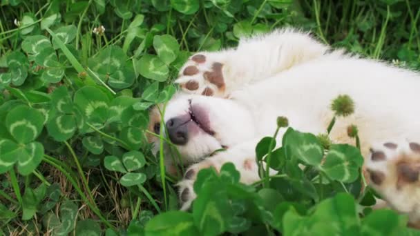 Kleine mooie corgi liggen in het gras terwijl kauwen iets — Stockvideo