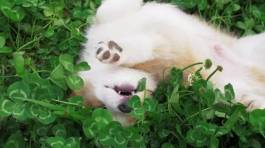 Güzel köpek yavrusu Corgi yonca tarlasında iyi masajlar.