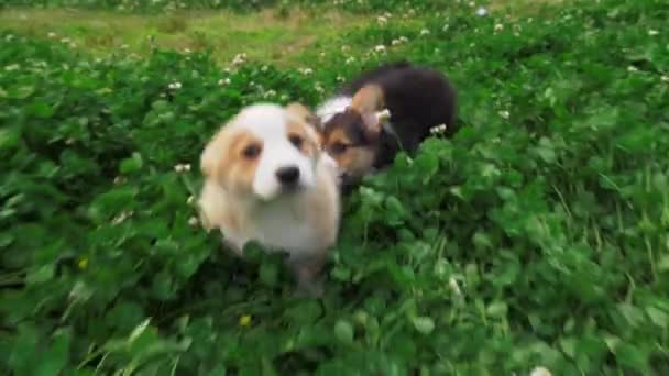Piękny szczeniak corgi pies gra w koniczyny pole — Wideo stockowe