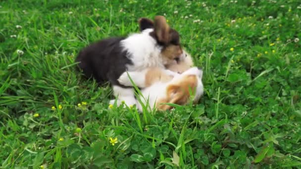 Медленное движение двух милых корги, играющих вместе на траве — стоковое видео