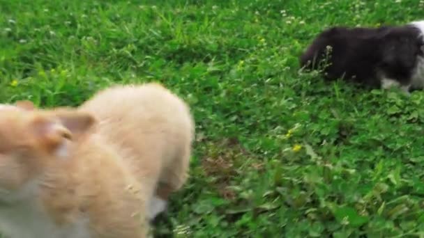 Dos cachorros corgi perro corriendo detrás de la cámara en el campo de trébol — Vídeos de Stock