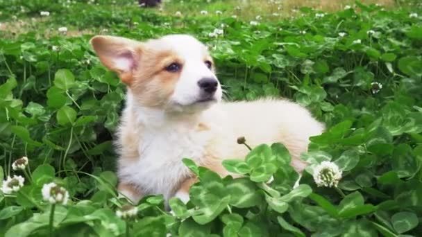 Anjing corgi yang cantik menikmati pijatan di ladang semanggi — Stok Video