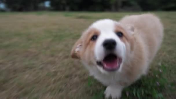 Счастливый щенок корги бегает за камерой на улице — стоковое видео