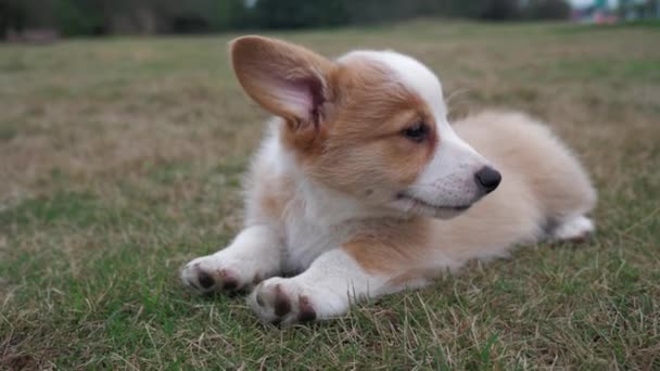 Potret anjing corgi indah anjing di padang rumput alam — Stok Video