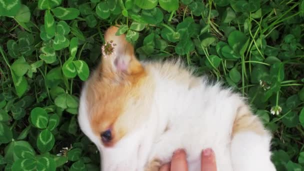 Собака лежить на траві . — стокове відео