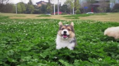 Çayırda koşuşturan sevimli köpek yavrusu ailesi.