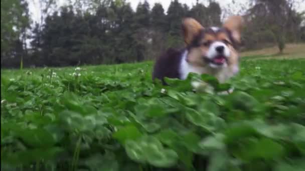 One lovely puppy corgi dog running to camera in meadow — Stock Video