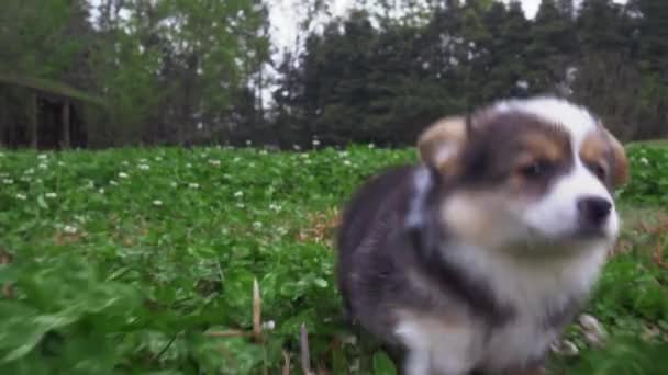 Szczęśliwy szczeniak corgi pies działa po kamery odkryty — Wideo stockowe