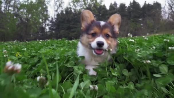 Feliz cachorro corgi cão correndo atrás da câmera ao ar livre — Vídeo de Stock