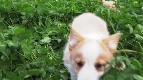Счастливый щенок корги, гуляющий перед камерой на открытом воздухе — стоковое видео