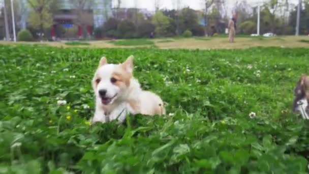 Family of lovely puppy corgi dog running to camera in meadow — Stock Video