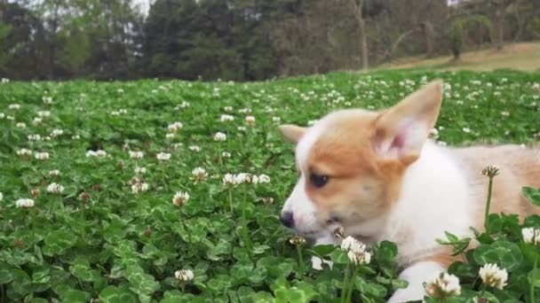 Ένα υπέροχο σκυλάκι σκυλάκι που παίζει σε υπαίθριο χώρο στο λιβάδι — Αρχείο Βίντεο