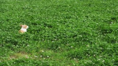 Çayırda koşan sevimli köpek yavrusu Corgi