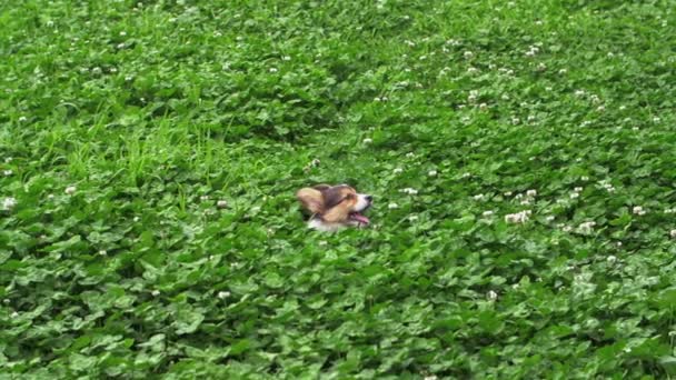 En dejlig hvalp corgi hund sidder i naturen eng – Stock-video