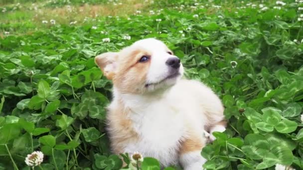 Portret van mooie puppy corgi hond ontspannen buiten in weide — Stockvideo