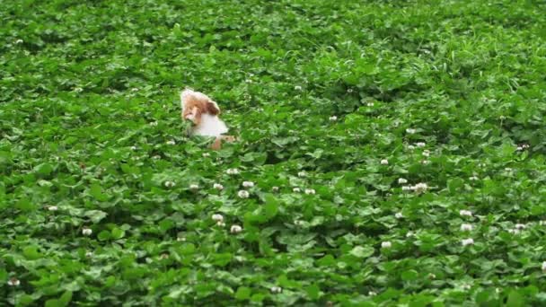 Jeden piękny szczeniak corgi pies bawiący się w natura łąka — Wideo stockowe