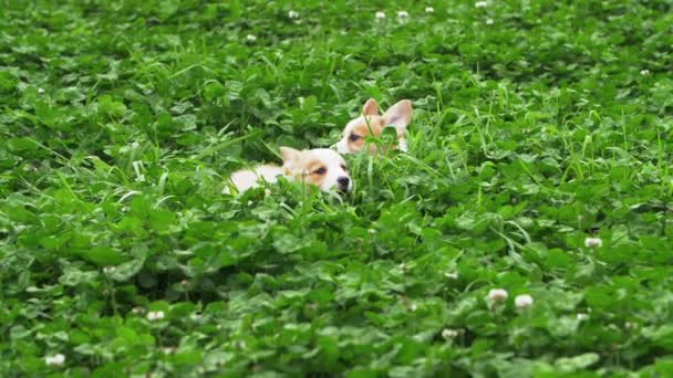 Twee mooie puppy corgi hond spelen buiten in weide — Stockvideo
