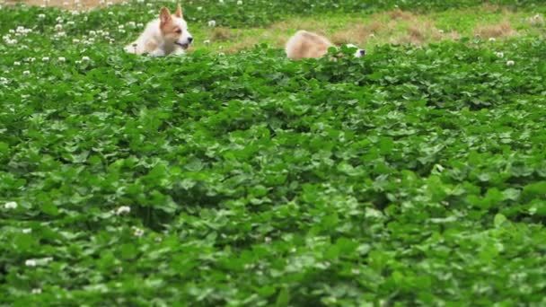 Dwa piękny szczeniak corgi pies działa na zewnątrz na łące — Wideo stockowe