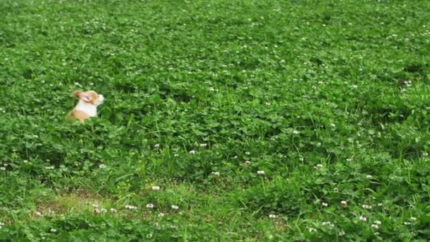 Adorabile bel cane corgi cucciolo in esecuzione giocando nel prato — Video Stock