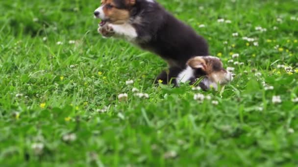 Adorável cachorro corgi cão correndo no prado flor de primavera — Vídeo de Stock