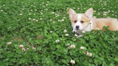 Çayırdaki çayırlarda sevimli köpek yavrusu.