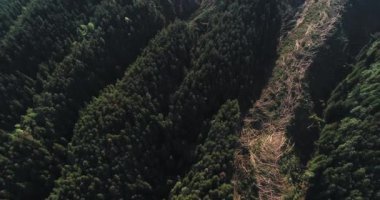 Dağda ağaçlar kesildi.