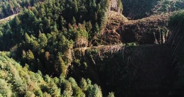Деревья были срублены в горах — стоковое видео