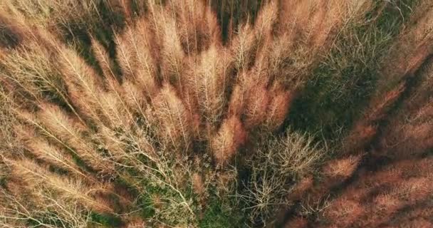 上图冬季落叶林 — 图库视频影像