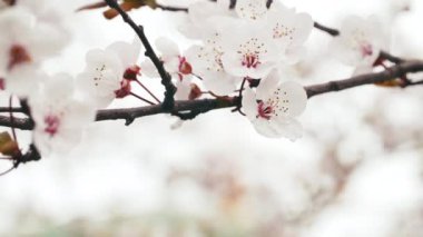 Rüzgarda erik ağacı çiçekleri