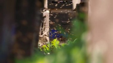 Uçan bal arısı sürüsü